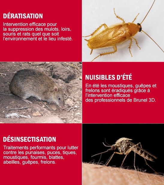 Dératisation Tunisie - Société anti-rats et souris 100% efficace